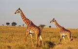 TANZANIA - Serengeti National Park - Giraffe - 7-2